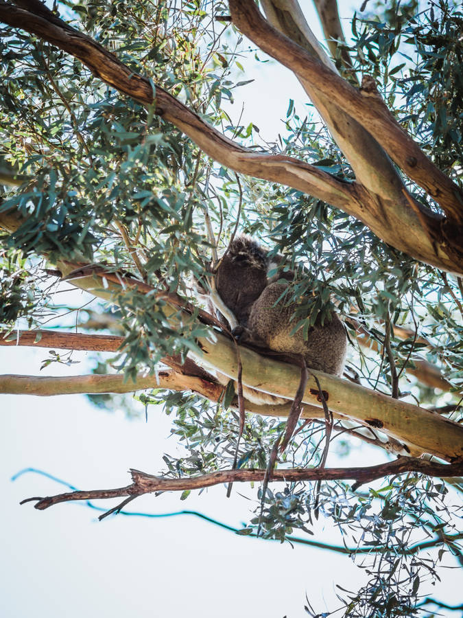 Tranquility In Nature - Captivating Sloth In The Wilderness Wallpaper