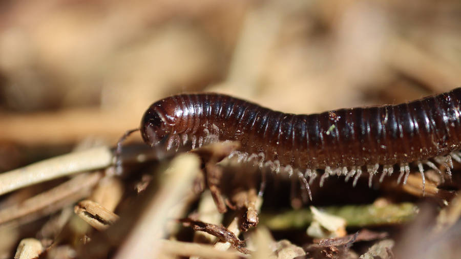 Traveling Desert Millipede Wallpaper