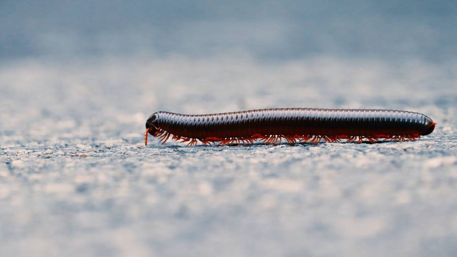 Traveling Millipede In Focus Wallpaper