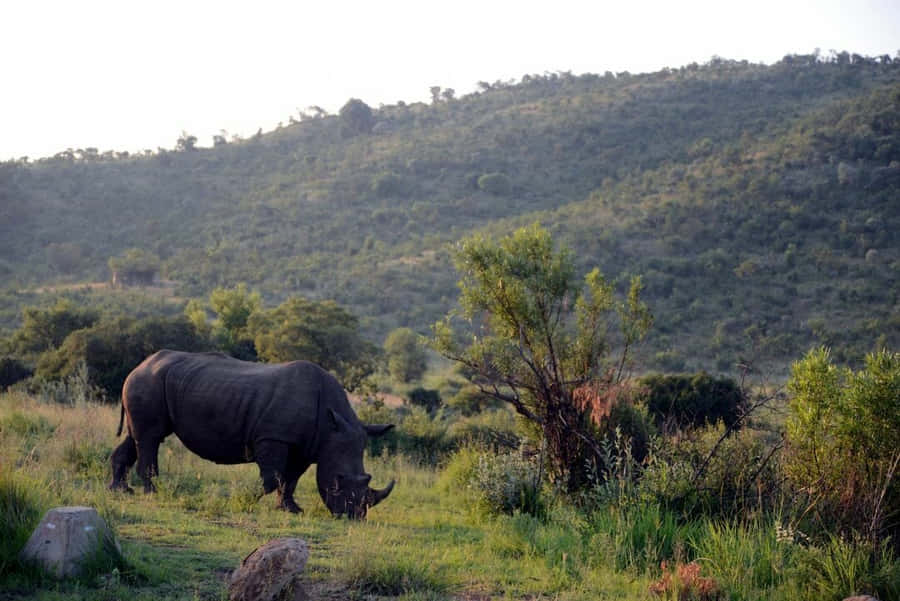 Traveling To Explore The Beauty Of Africa Wallpaper