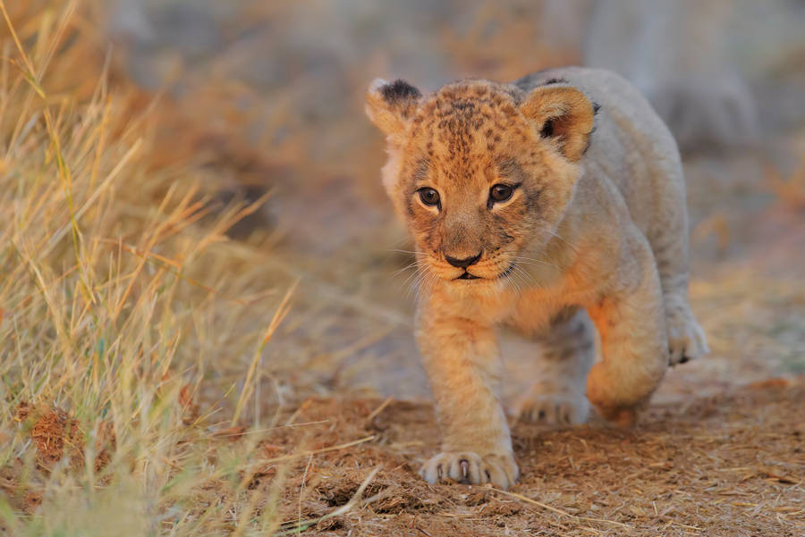 Treading Lion Cub Wallpaper