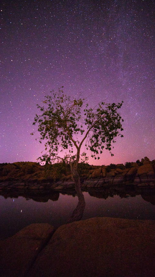 Tree And Andromeda Galaxy Wallpaper