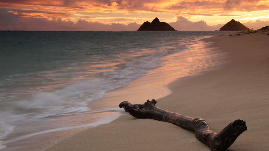 Tree Branch On Beach Sunrise Wallpaper