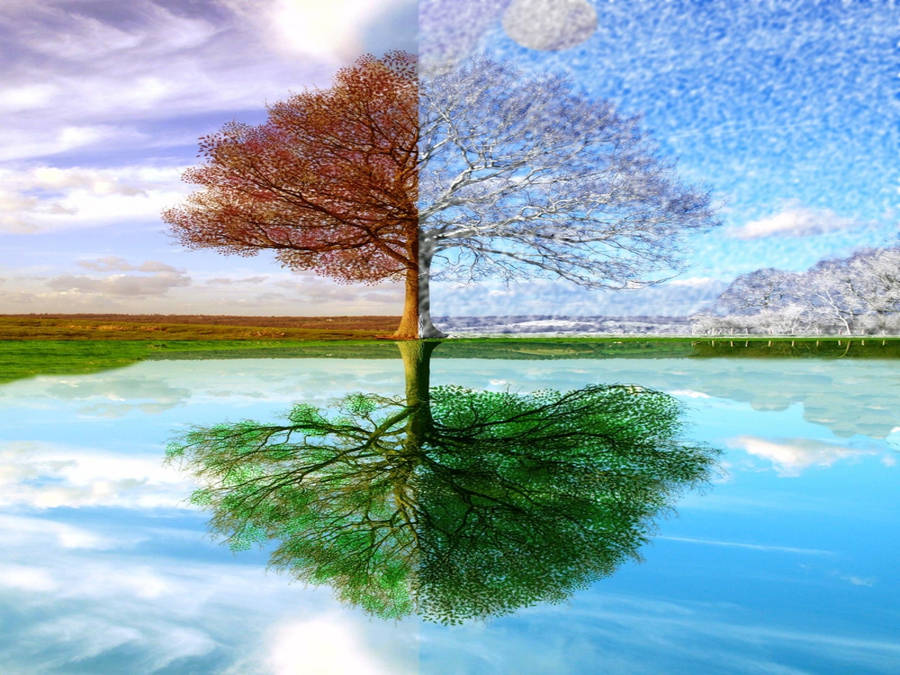 Tree In Seasons Wallpaper