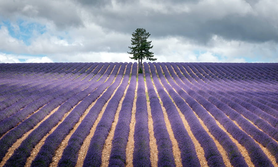 Tree In The Middle Of Lavender Desktop Wallpaper