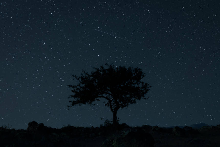 Tree Silhouette Starry Sky Wallpaper