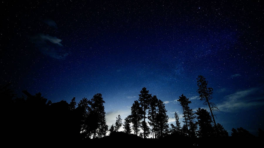 Tree Silhouettes Starry Sky Wallpaper