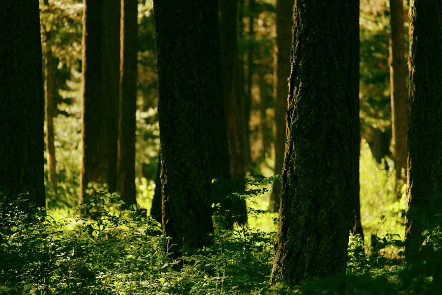 Tree Trunks And Greenery Wallpaper