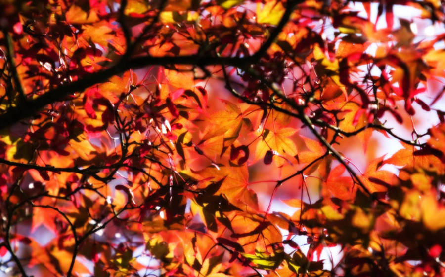 Tree With Autumn Leaves Aesthetic Wallpaper