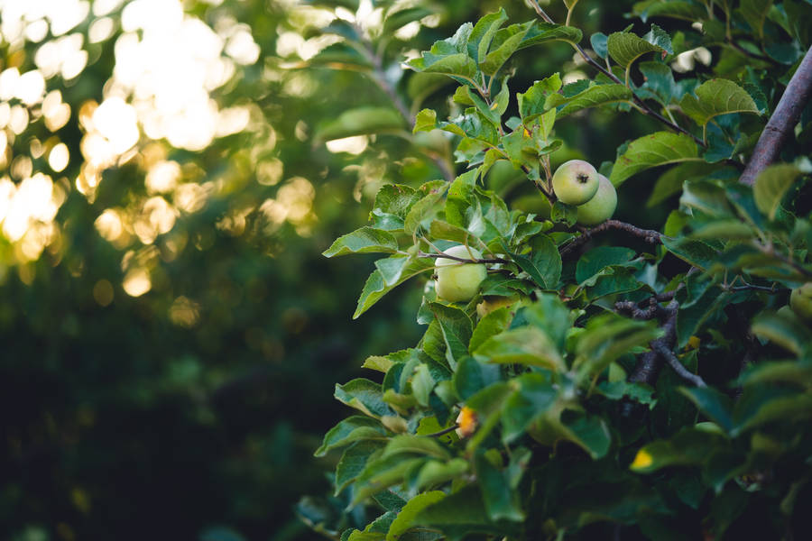 Tree With Green Fruits Wallpaper