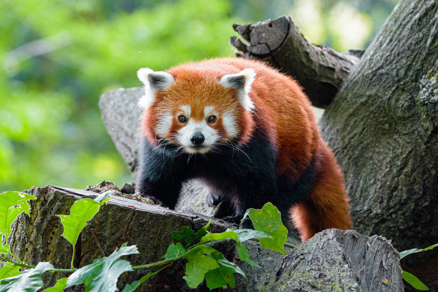 Tree With Red Panda Wallpaper
