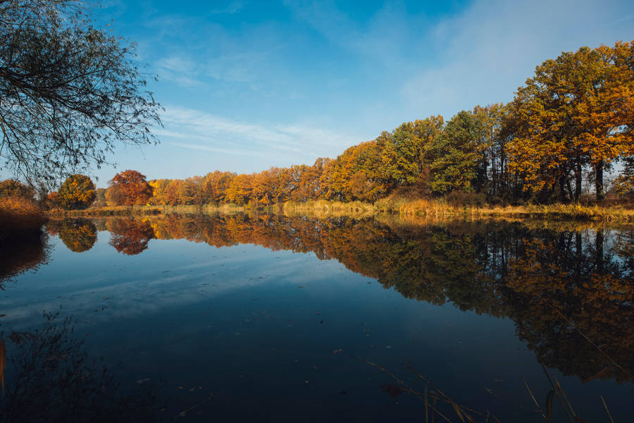 Trees Along Wide River Wallpaper