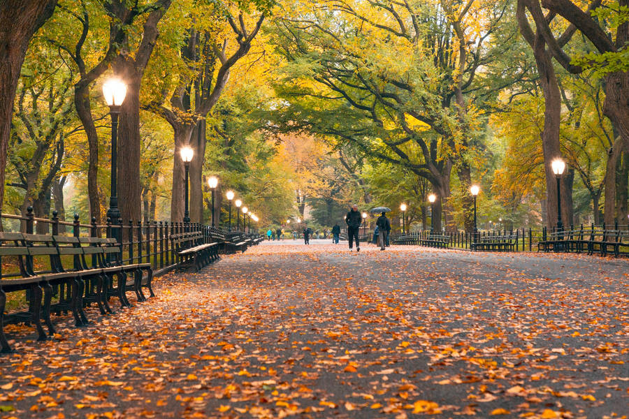 Trees And Lampposts In Central Park Wallpaper