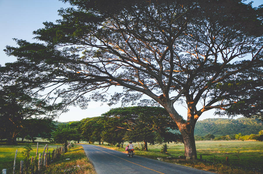 Trees And Park In Nicaragua Wallpaper