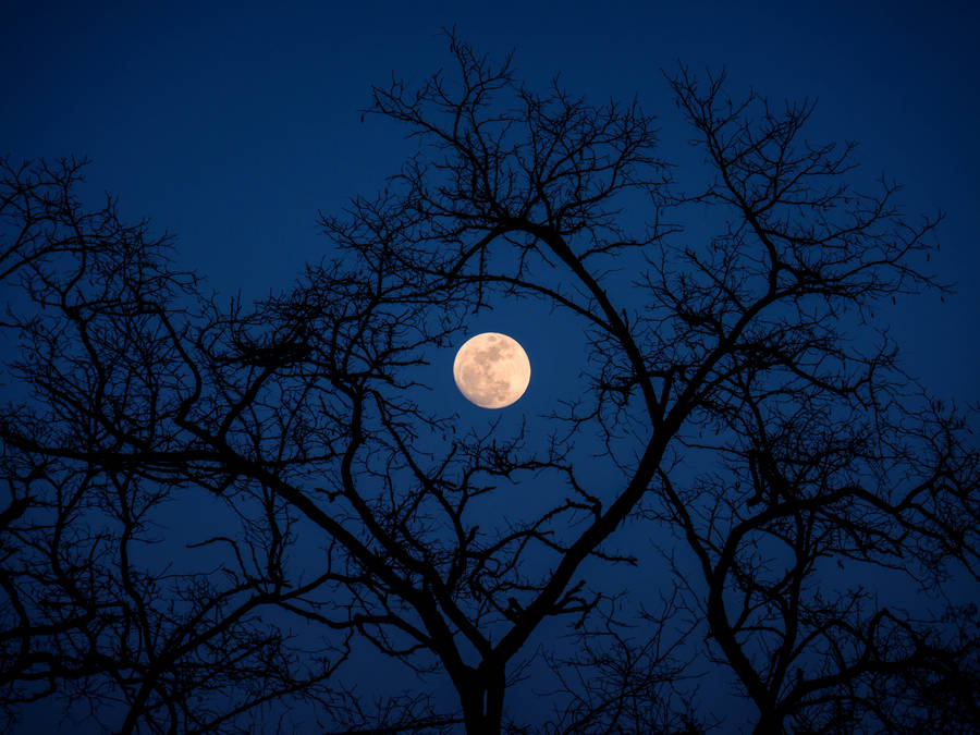 Trees Branching Over Beautiful Full Moon Wallpaper