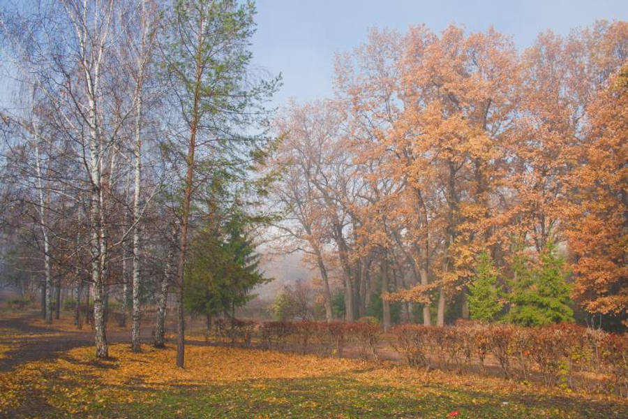 Trees In Park Beautiful Autumn Desktop Wallpaper