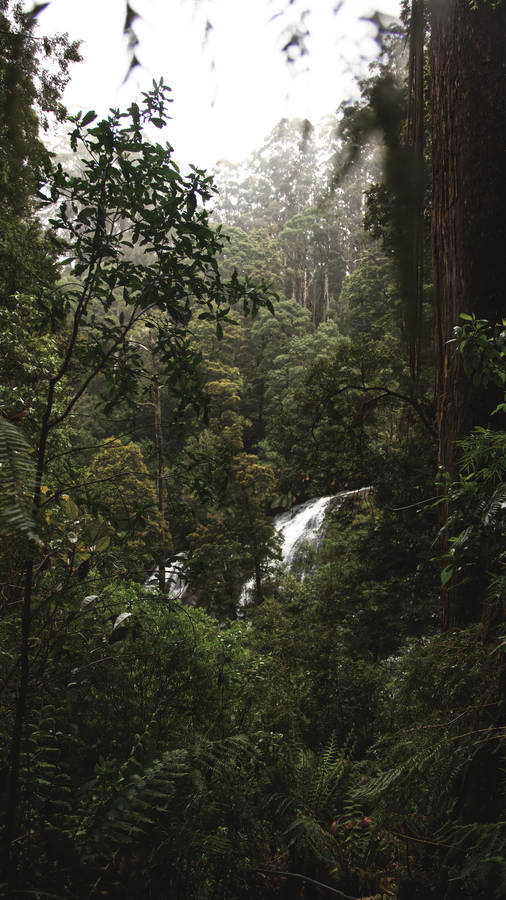 Trees In The Jungle Iphone Wallpaper