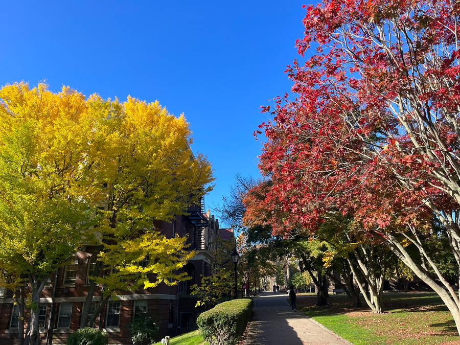 Trees Near Pathway At Brown University Wallpaper