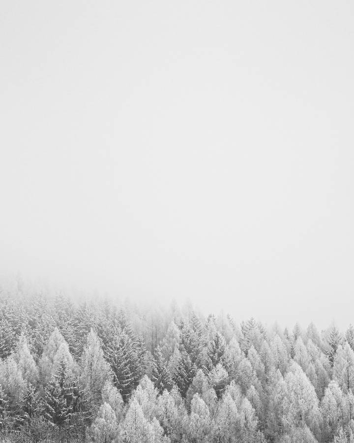 Treetops Covered In Solid White Wallpaper