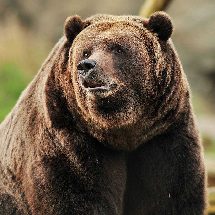 Tremendous Kodiak Bear Wallpaper