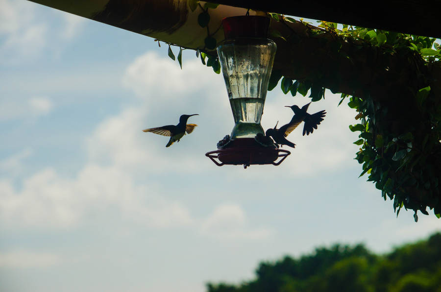 Trinidad And Tobago Hummingbirds Wallpaper