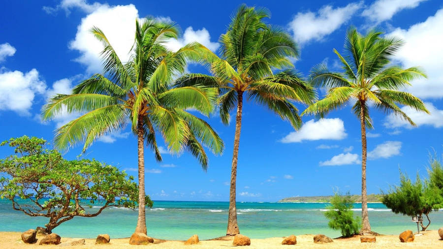 Tropical Coconut Tree Area Wallpaper