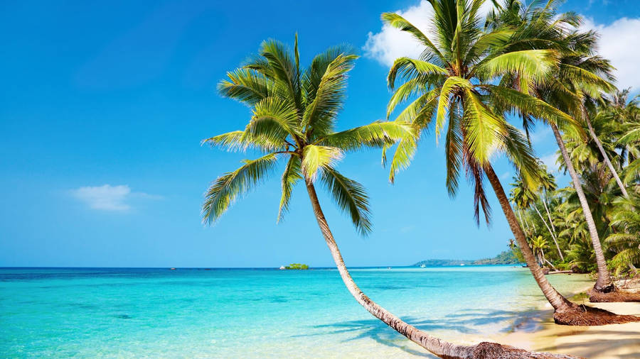 Tropical Coconut Trees Wallpaper