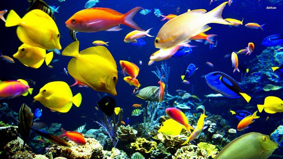 Tropical Fish With Corals Wallpaper
