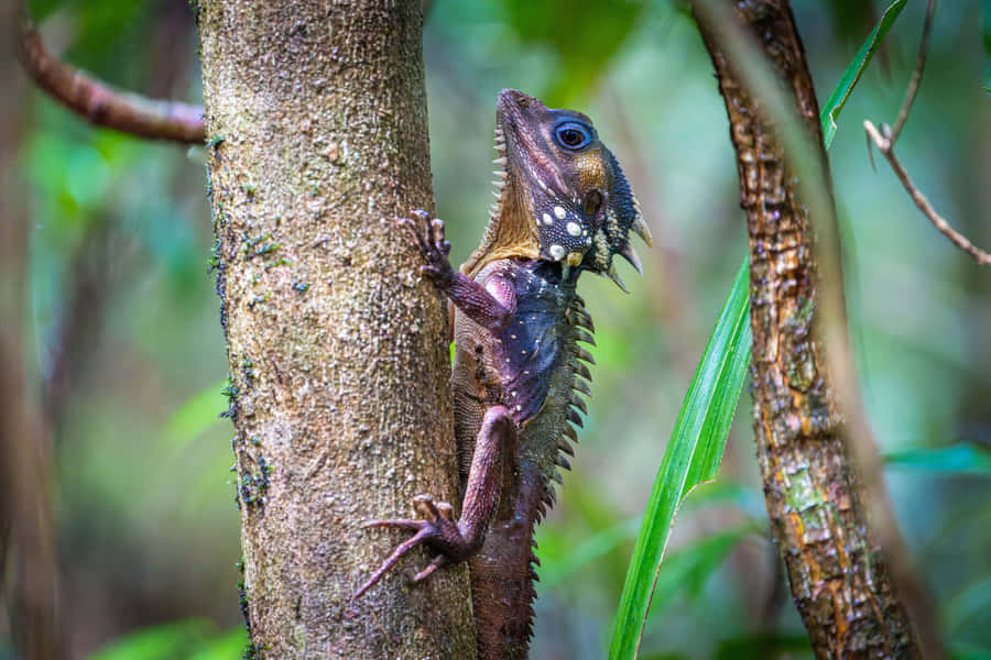 Tropical Iguana Climbing Tree.jpg Wallpaper