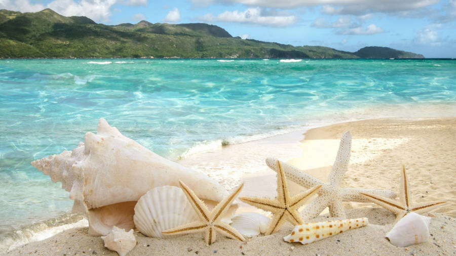 Tropical Seaside Seashells Wallpaper