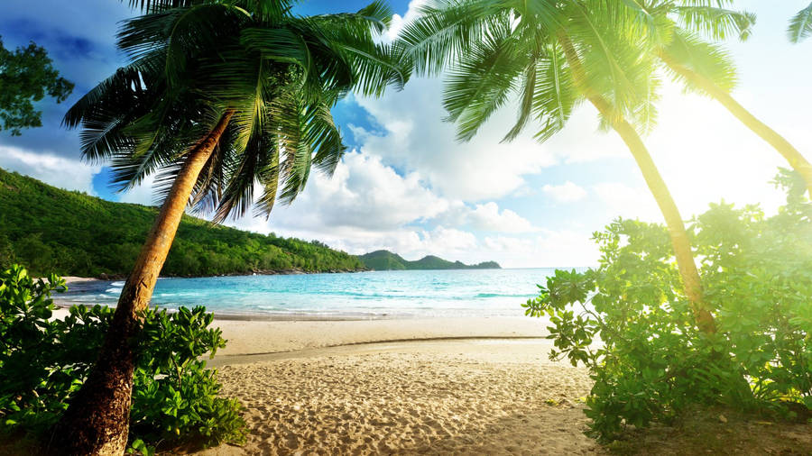 Tropical Sunny Weather Season Wallpaper