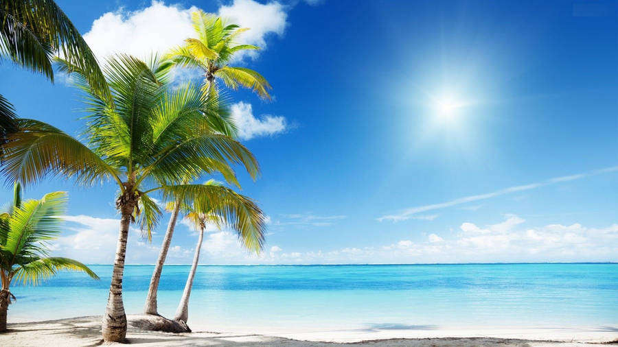 Tropical White Beach Paradise Wallpaper