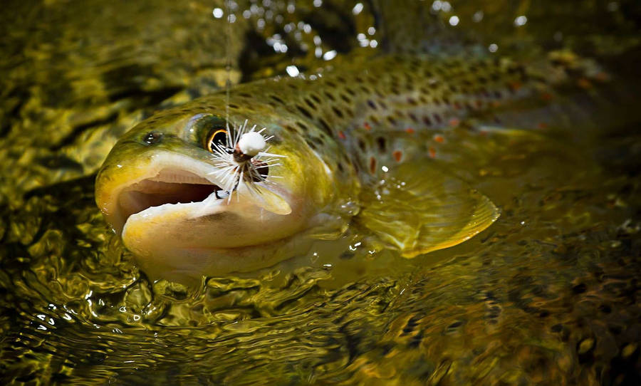 Trout Water Bait Wallpaper