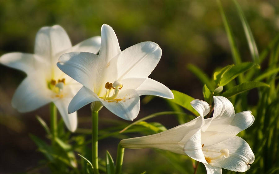 Trumpet-shaped White Lilies Wallpaper