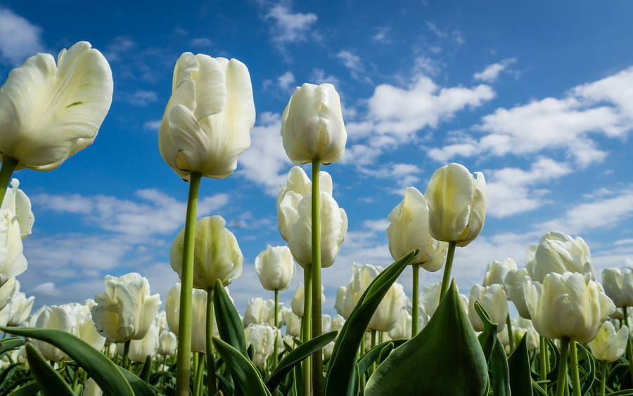 Tulip Beautiful Flower Field Wallpaper