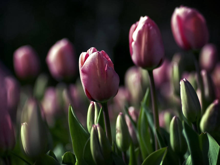 Tulips, Flowers, Night, Golf, Beauty Wallpaper