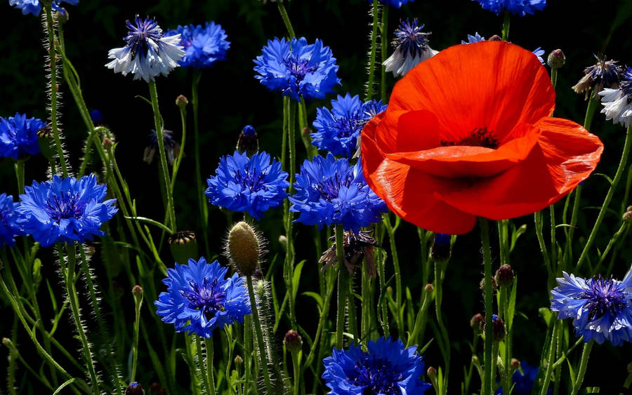 Tumblr Flower Blue And Orange Wallpaper