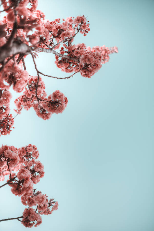 Tumblr Flower Branches Of Flowers Wallpaper