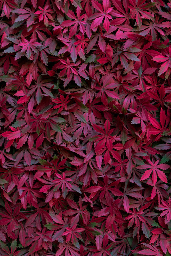 Tumblr Maroon Leaves Wallpaper