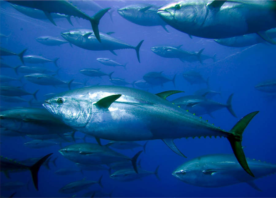 Tuna Fishes In The Ocean Wallpaper