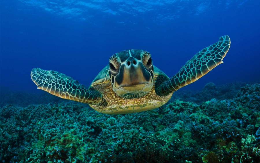 Turtle Close Up Photograph Wallpaper