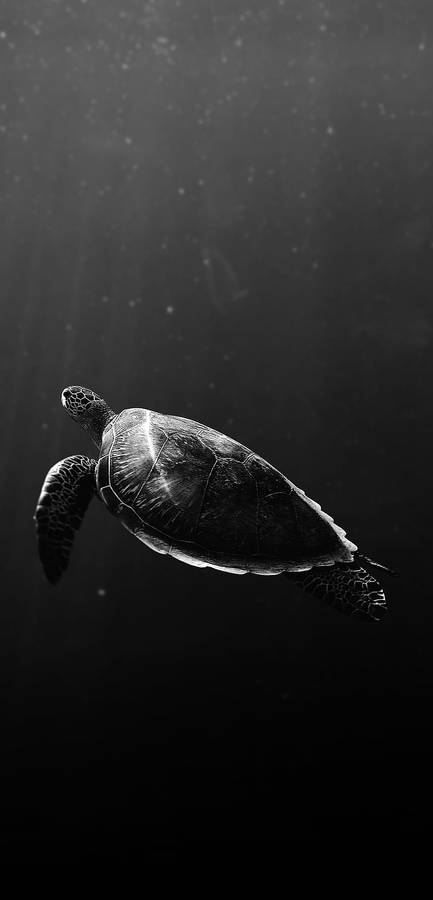 Turtle In Monochrome Wallpaper