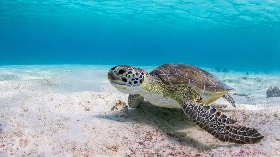 Turtle On A Seabed Wallpaper