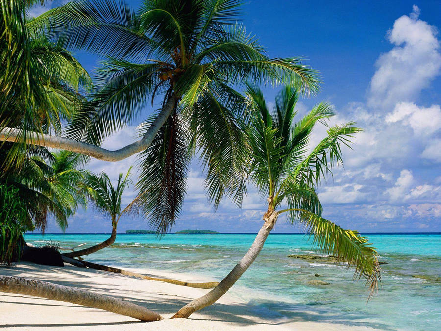 Tuvalu Palm Trees Wallpaper