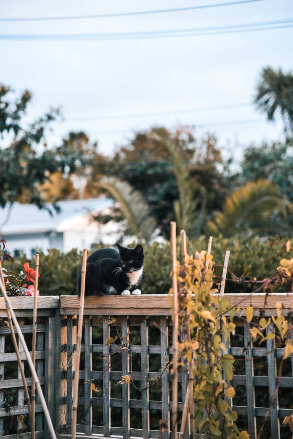 Tuxedo Cute Cat Hd Wallpaper