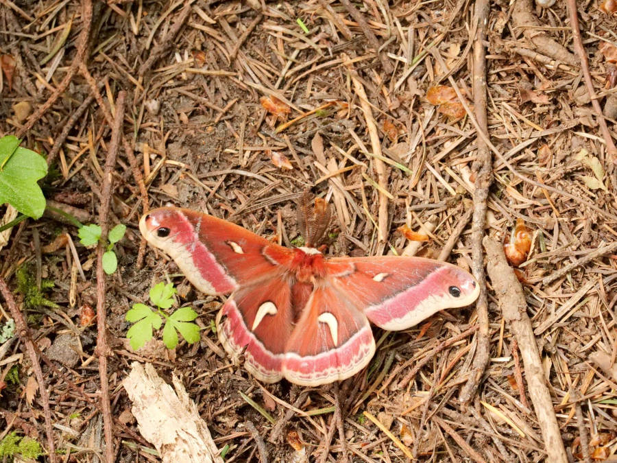 Twigs Giant Ceanothus Brown Silkmoth Wallpaper