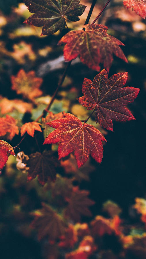 Twin Maples Leaves Wallpaper