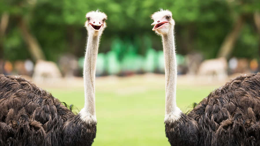 Twin Ostriches Standing Together Wallpaper