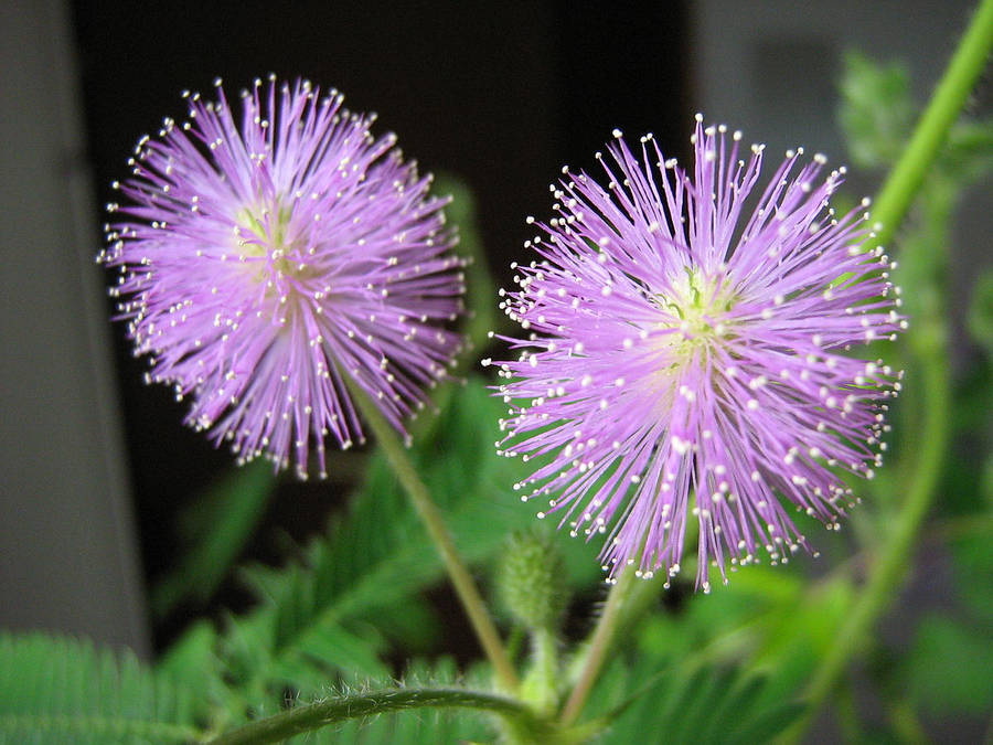 Twin Pink Mimosa Flowers Wallpaper