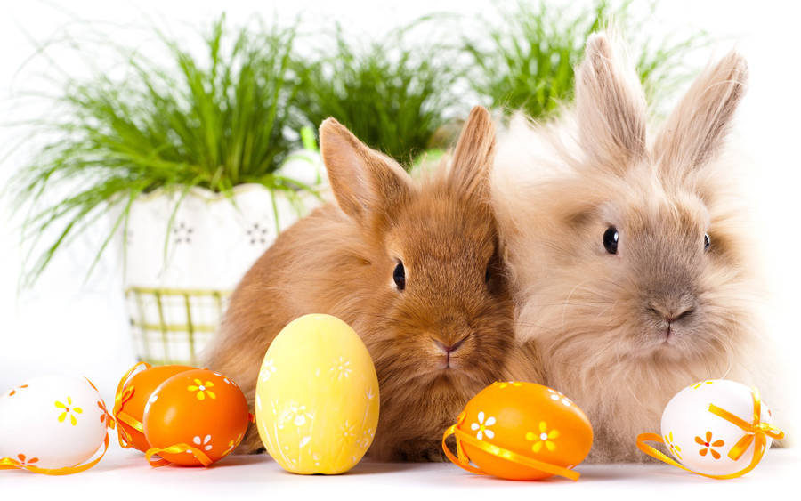 Two Adorable Happy Easter Bunnies With Eggs Wallpaper